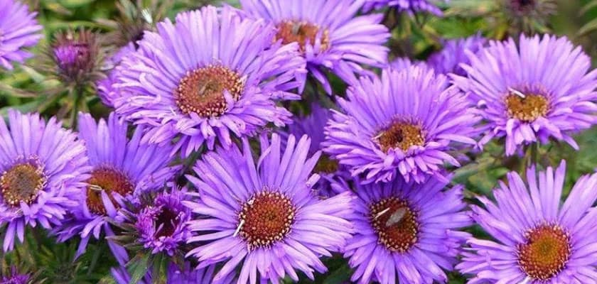 Close up view of pretty purple aster flowers.