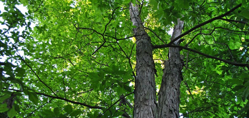 View looking up at a deciduous tree with green leaves.