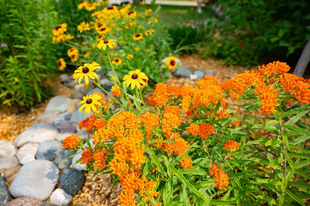 Bright yellow and orange flowers in a rock lined backyard garden.