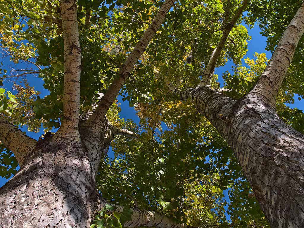 A view looking up the trunk of deciduous trees with green leaves towards the blue sky.