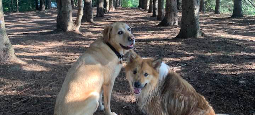 orion oaks dog park