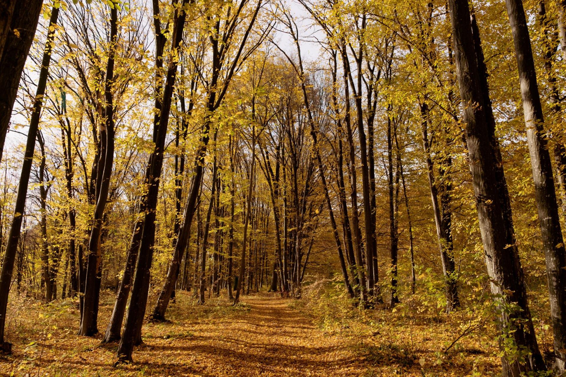 autumn path