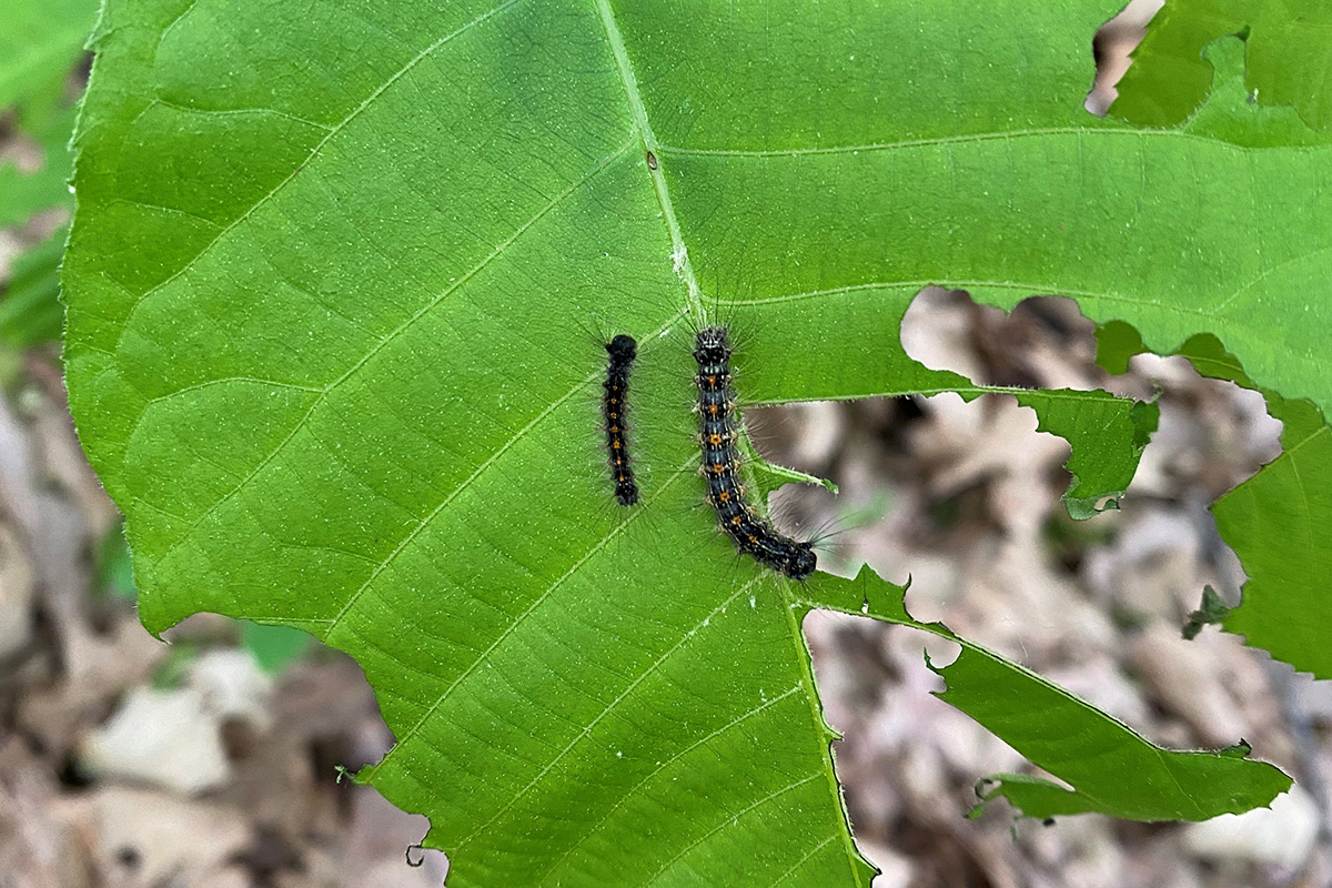 Caterpillars Eating Leaves