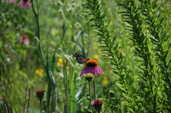 native plants