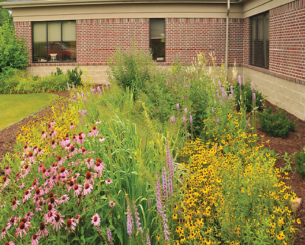 Rain Garden