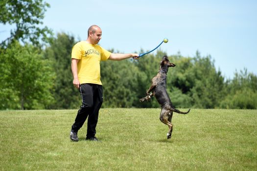 A person playing catch with a dog in a park.