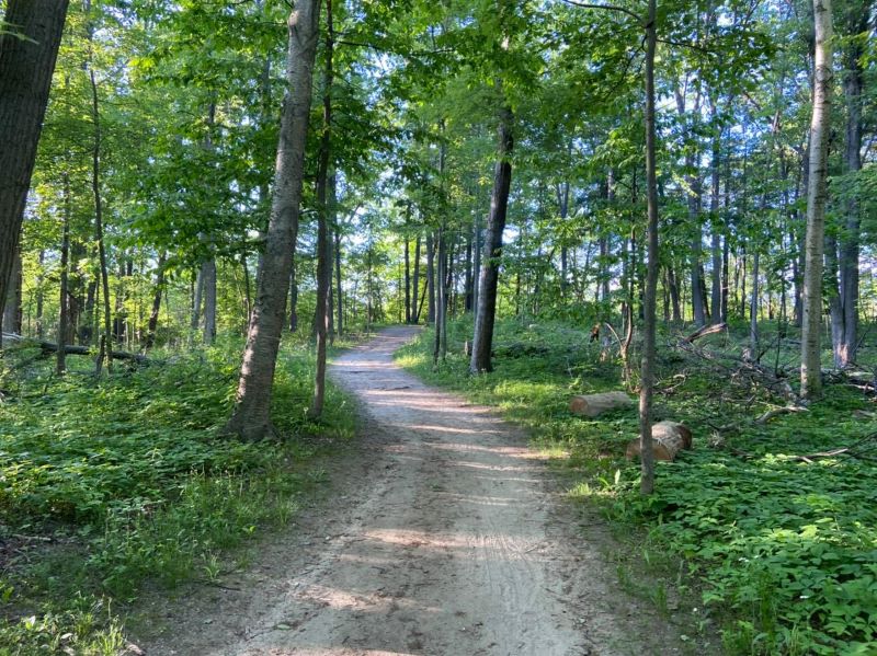 A dirt walking trail leading into the woods.