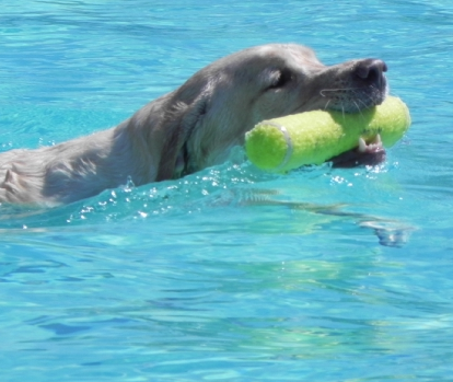 Dog swimming in a pool with a toy in its mouth.